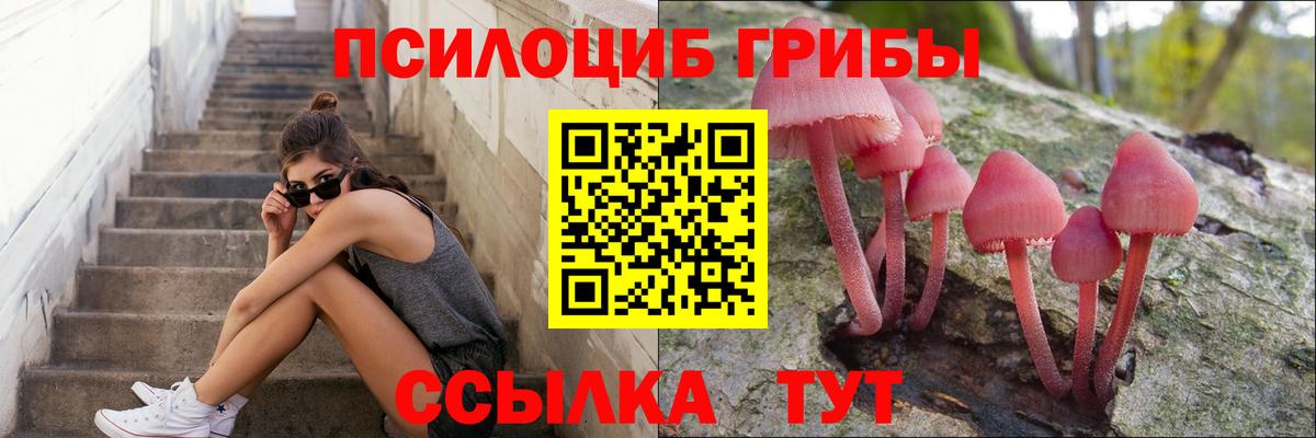 Псилоцибиновые грибы Psilocybe Улан-Удэ